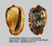 Cypraecassis testiculus (f) senegalica (5)